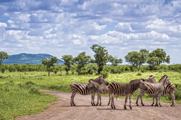 Krugerin kansallispuisto, Etelä-Afrikka