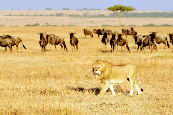 Masai Mara, Kenya