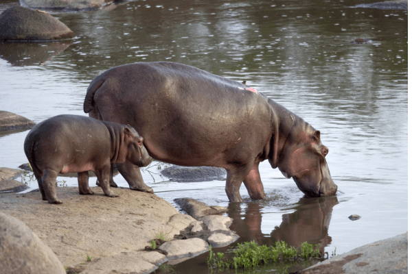 Serengeti, Tanzania